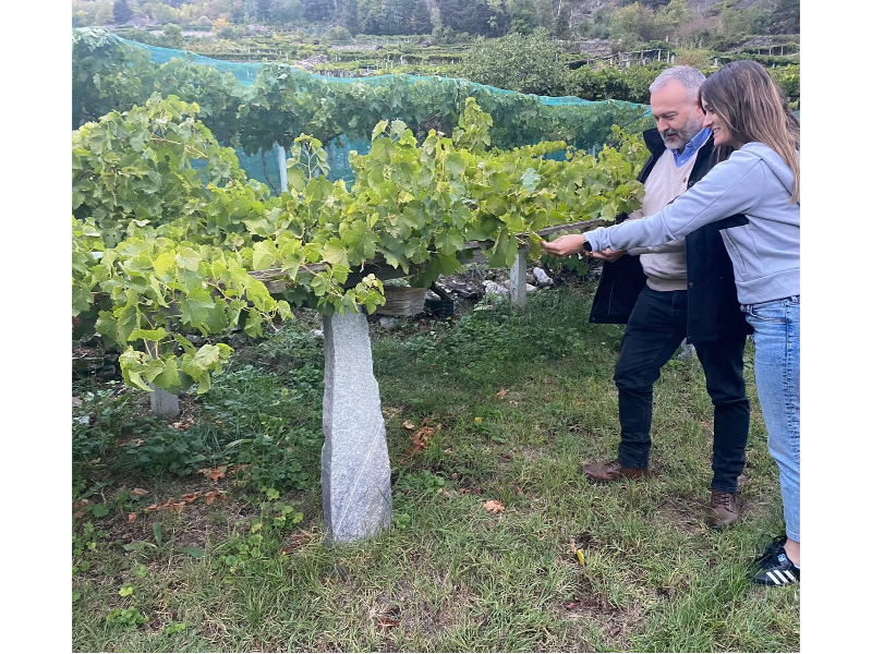 Alba Balcells i Xoan Elorduy, cap de viticultura de l¿INCAVI, en una vinya de muntanya de la Vall d¿Aosta (Itàlia)
