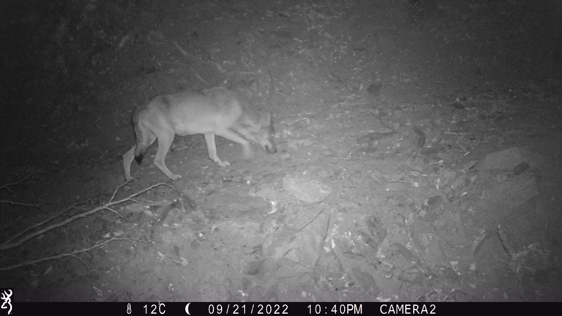 Fotografia de l'exemplar del llop localitzat al Paratge Natural de l'Albera