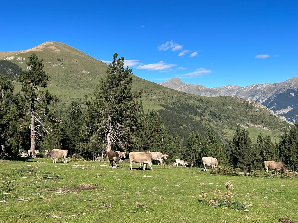 Vaques de raça bruna pasturant al Ripollès