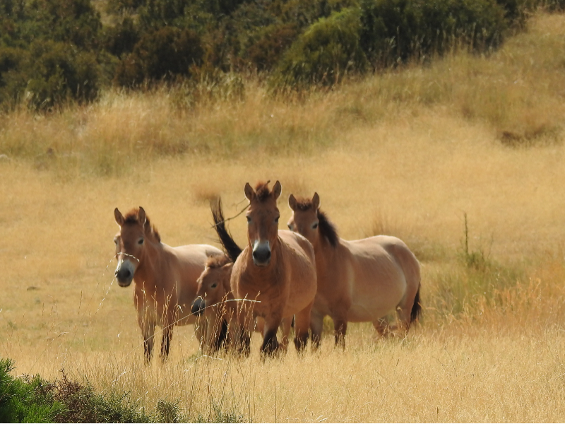 cavalls de Przewalski