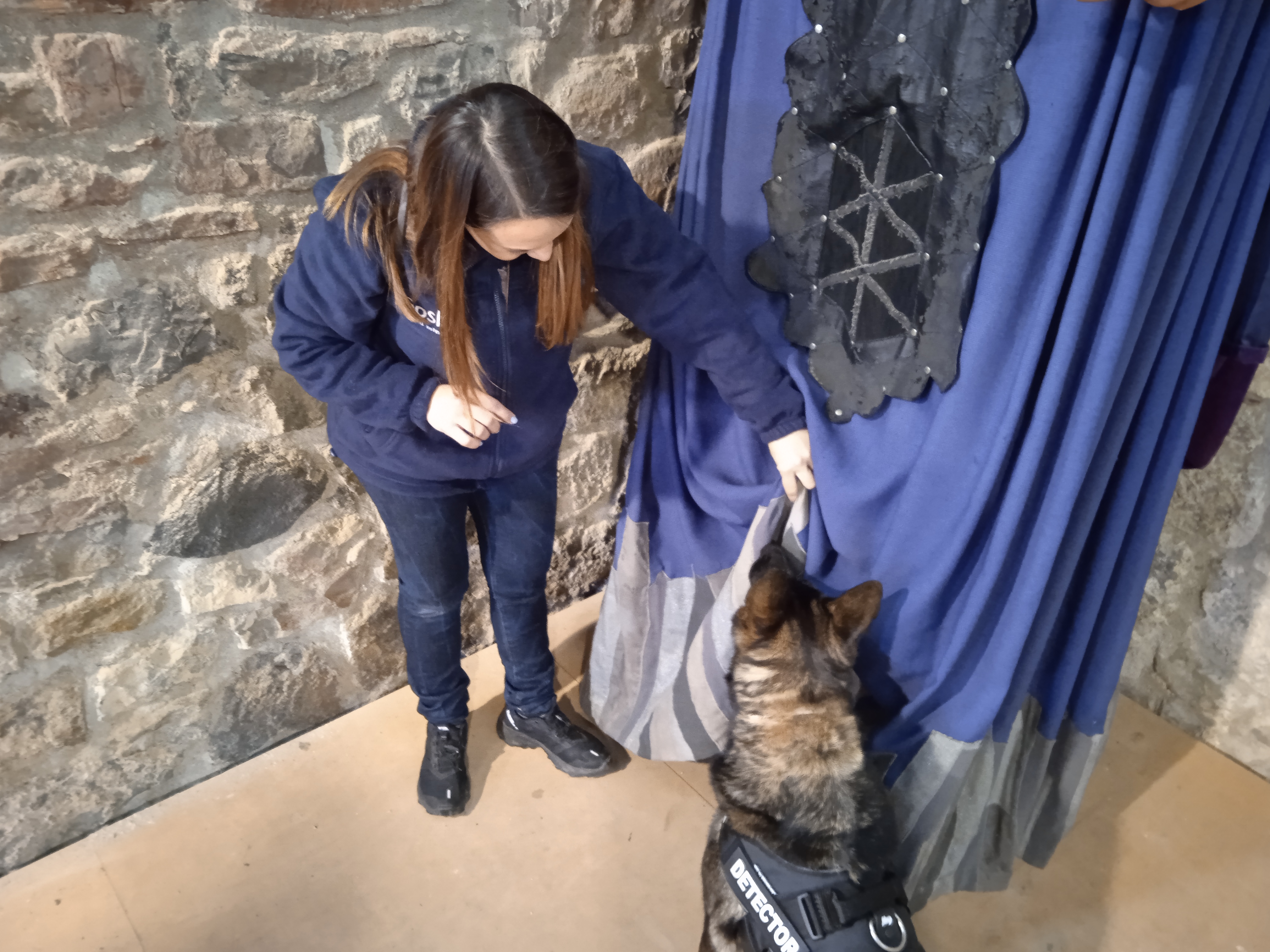 Un gos ensinistrat detecta un bernat marbrejat amagat a l'interior de l'església vella de Castellfollit de la Roca.