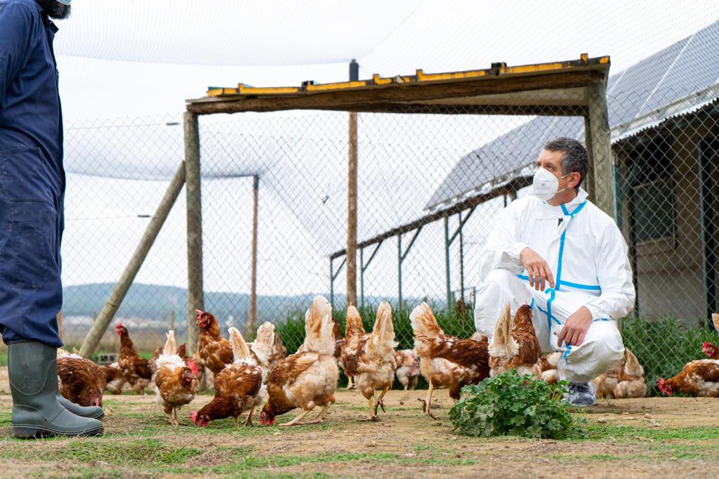 El Departament d’Acció Climàtica indemnitzarà els propietaris de les explotacions afectades per la malaltia de la influença aviària pel sacrifici dels animals. 