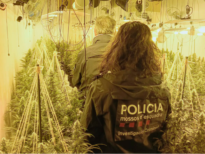 Desarticulat un grup criminal especialitzat en els cultius interiors de marihuana que operaven des de diverses comarques  de la demarcació de Lleida