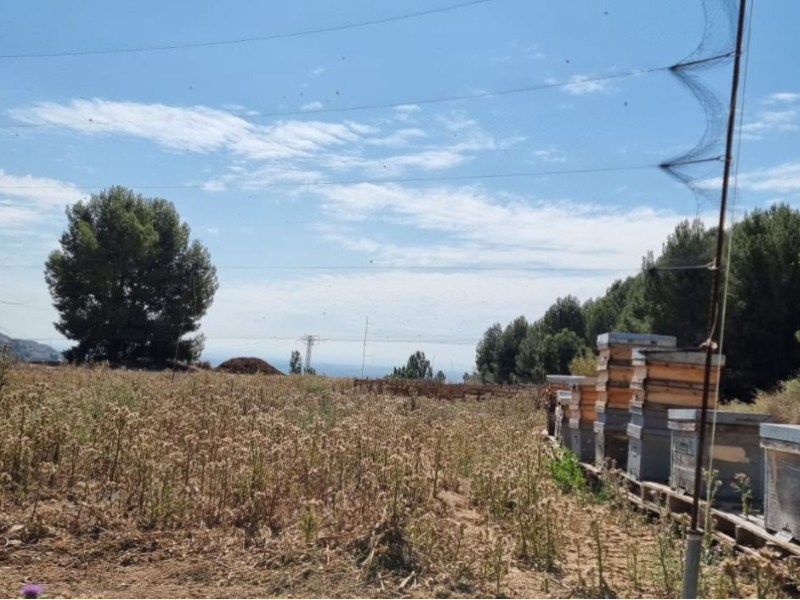 Xarxa japonesa instal·lada en un assentament apícola