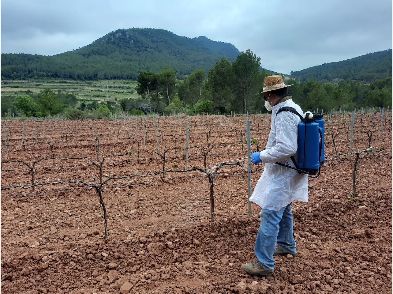 Aplicació del producte a la vinya al Baix Penedès el passat mes d'abril