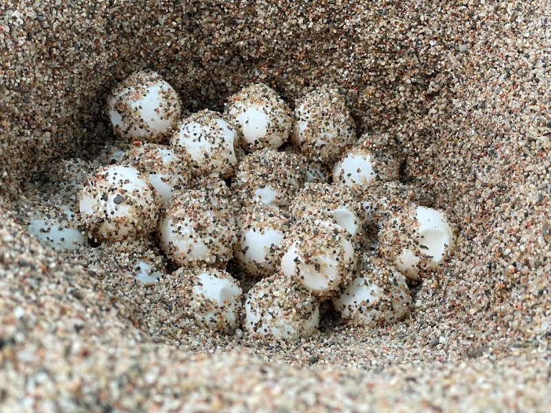 Imagen del artículo La tortuga careta nidifica per primer cop a la Costa Brava