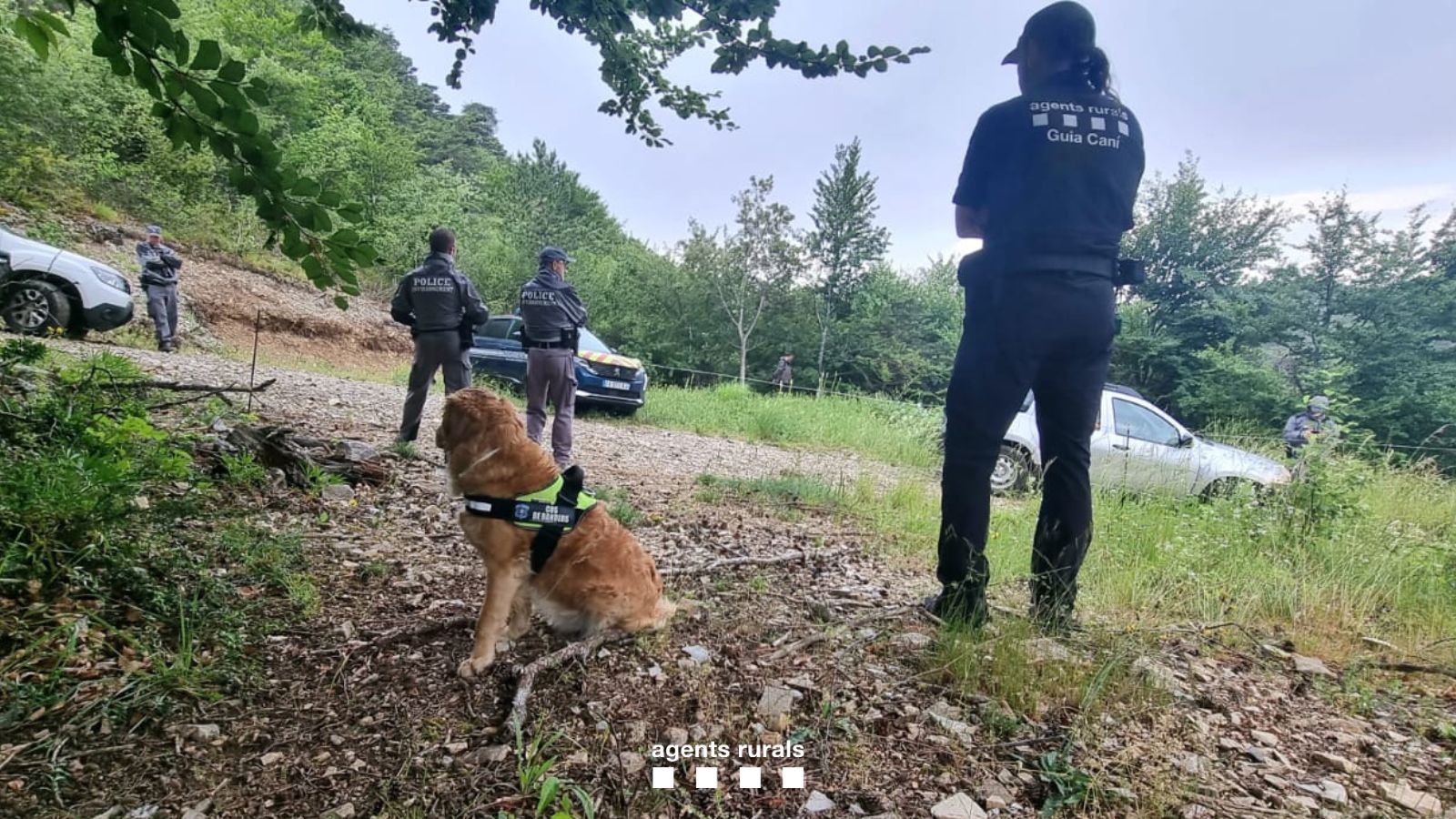 Imagen del artículo El Cos d'Agents Rurals col·labora en un operatiu per un cas d'enverinament de llops a França