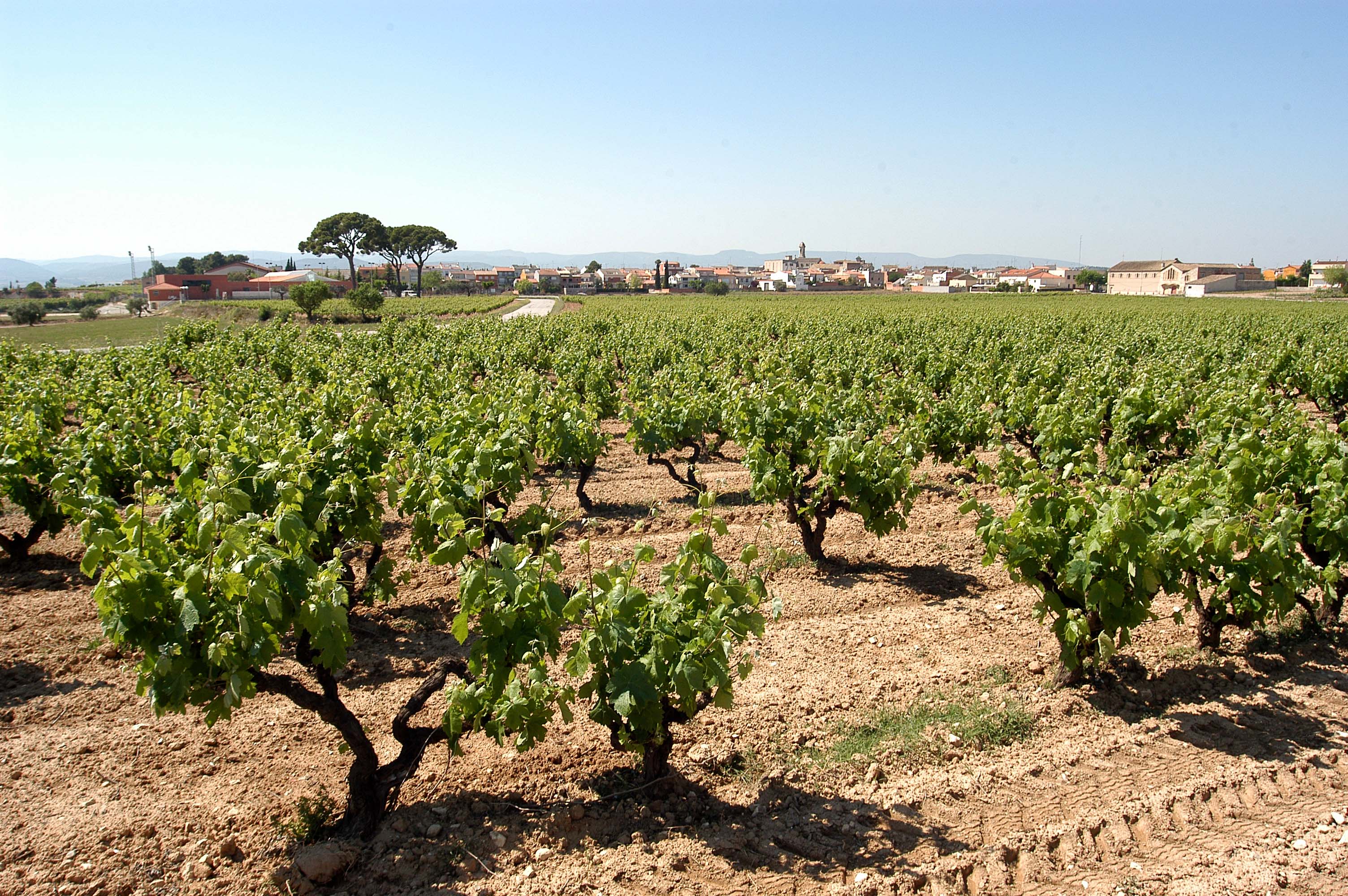 Imagen del artículo S'inicia el desplegament reglamentari de la Llei de la vitivinicultura amb la consulta pública prèvia