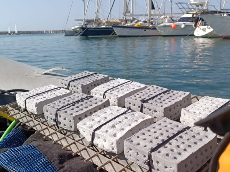 Imagen del artículo L'empresa catalana Ocean Ecostructures crea un biomaterial innovador per regenerar els ecosistemes marins