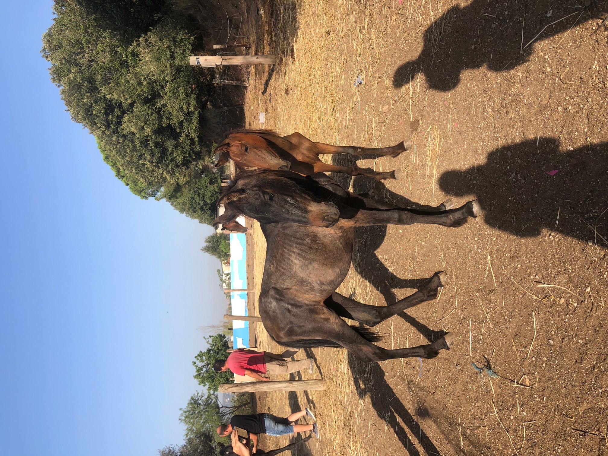 Cavalls confiscats avui a una finca de Vilanova del Vallès