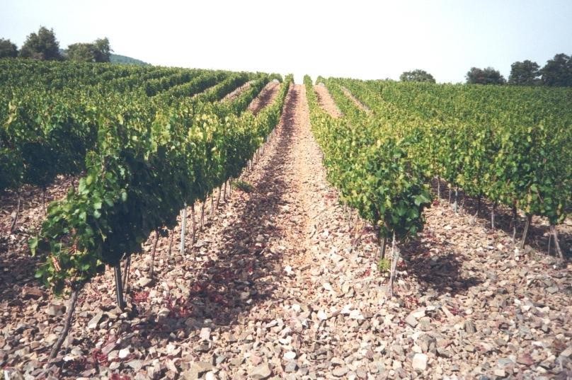 Imagen del artículo El sector de la vinya disposarà de 3,2M€ en ajuts per a implantar mesures d'adaptació al canvi climàtic i de millora de la sostenibilitat