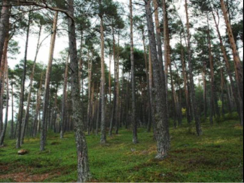 Imagen del artículo El Govern impulsa nous projectes per dinamitzar l'economia del bosc i frenar la regressió del Delta de l'Ebre