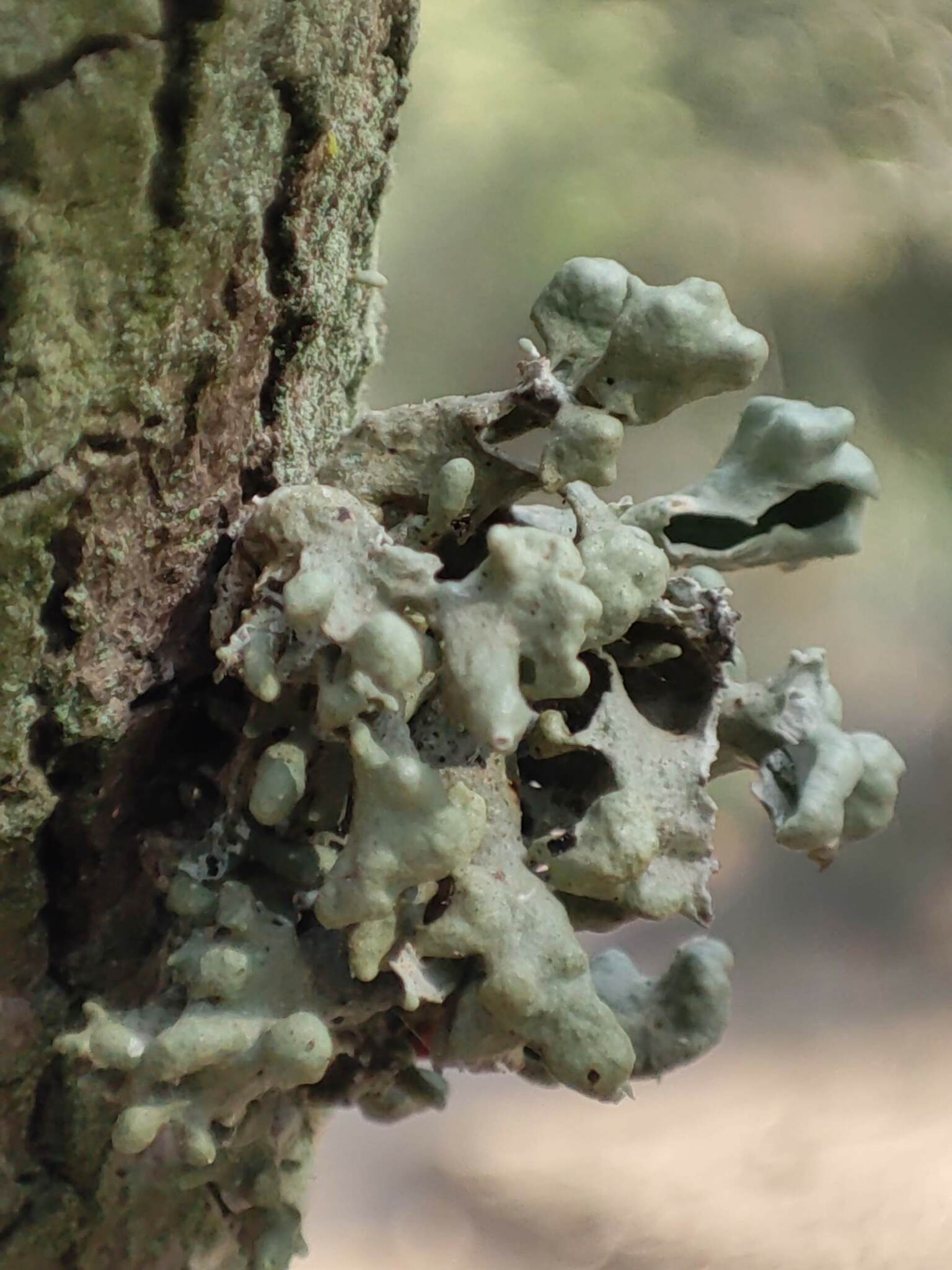 Imagen del artículo Descobreixen al Parc Natural de Cap de Creus dos noves espècies gràcies a una iniciativa de ciència ciutadana