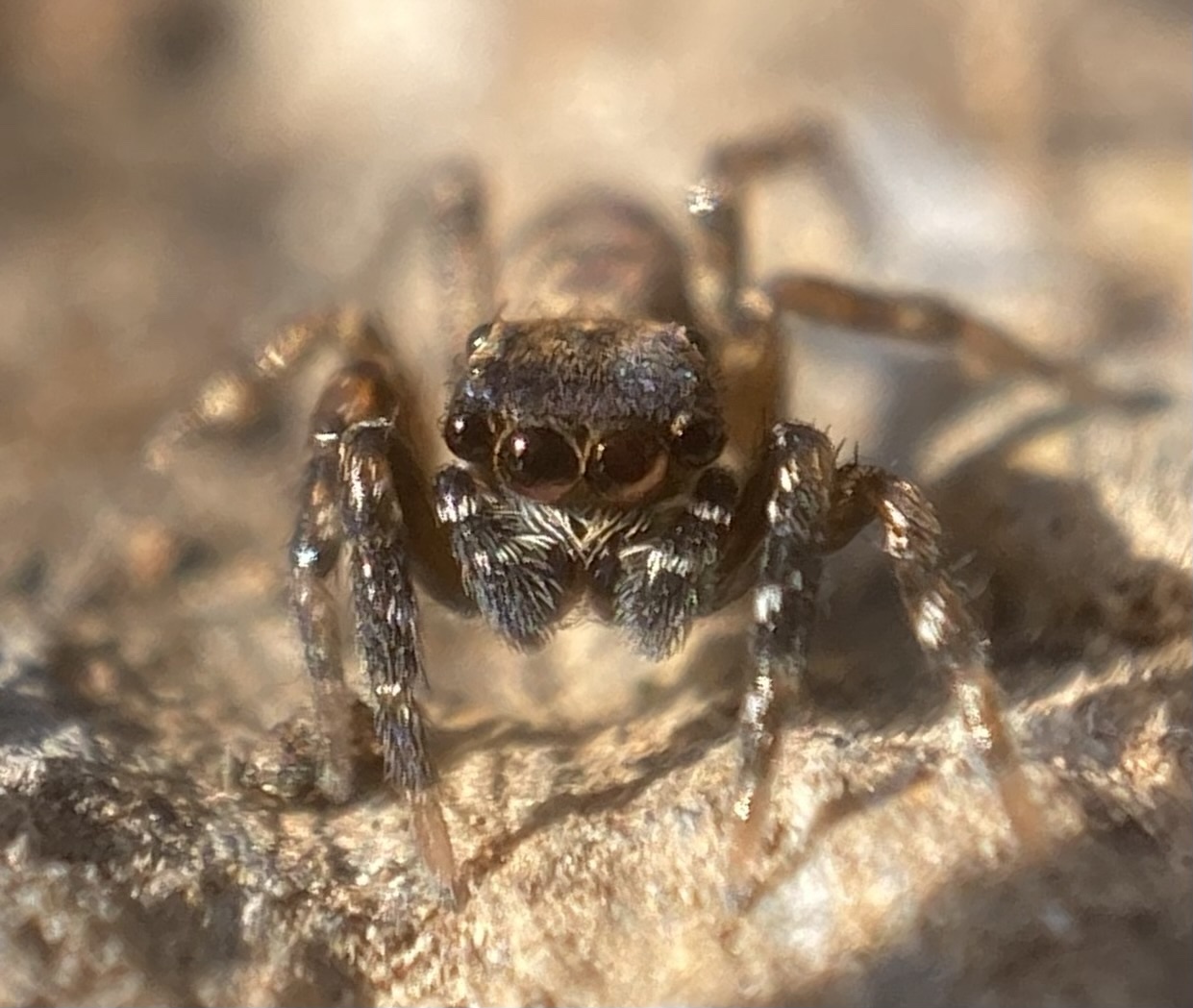 Imagen del artículo Descobreixen al Parc Natural de Cap de Creus dos noves espècies gràcies a una iniciativa de ciència ciutadana