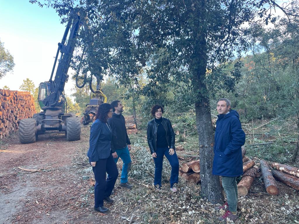 Imagen del artículo Retirar els arbres morts per sequera del paratge de Poblet, una prioritat per evitar plagues i incendis forestals