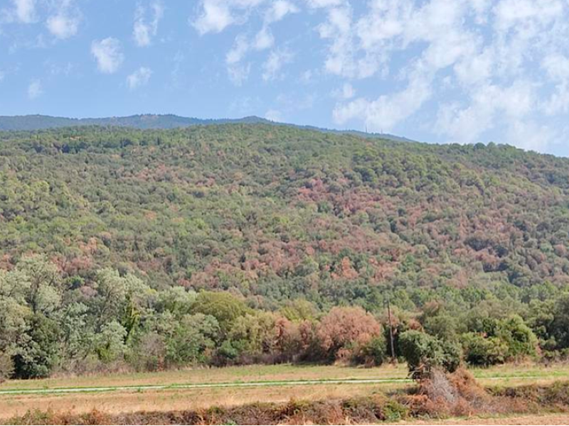 Imagen del artículo El Govern crea el Sistema de Crèdits Climàtics de  Catalunya per potenciar l'absorció del CO2 que s'emet a  l'atmosfera