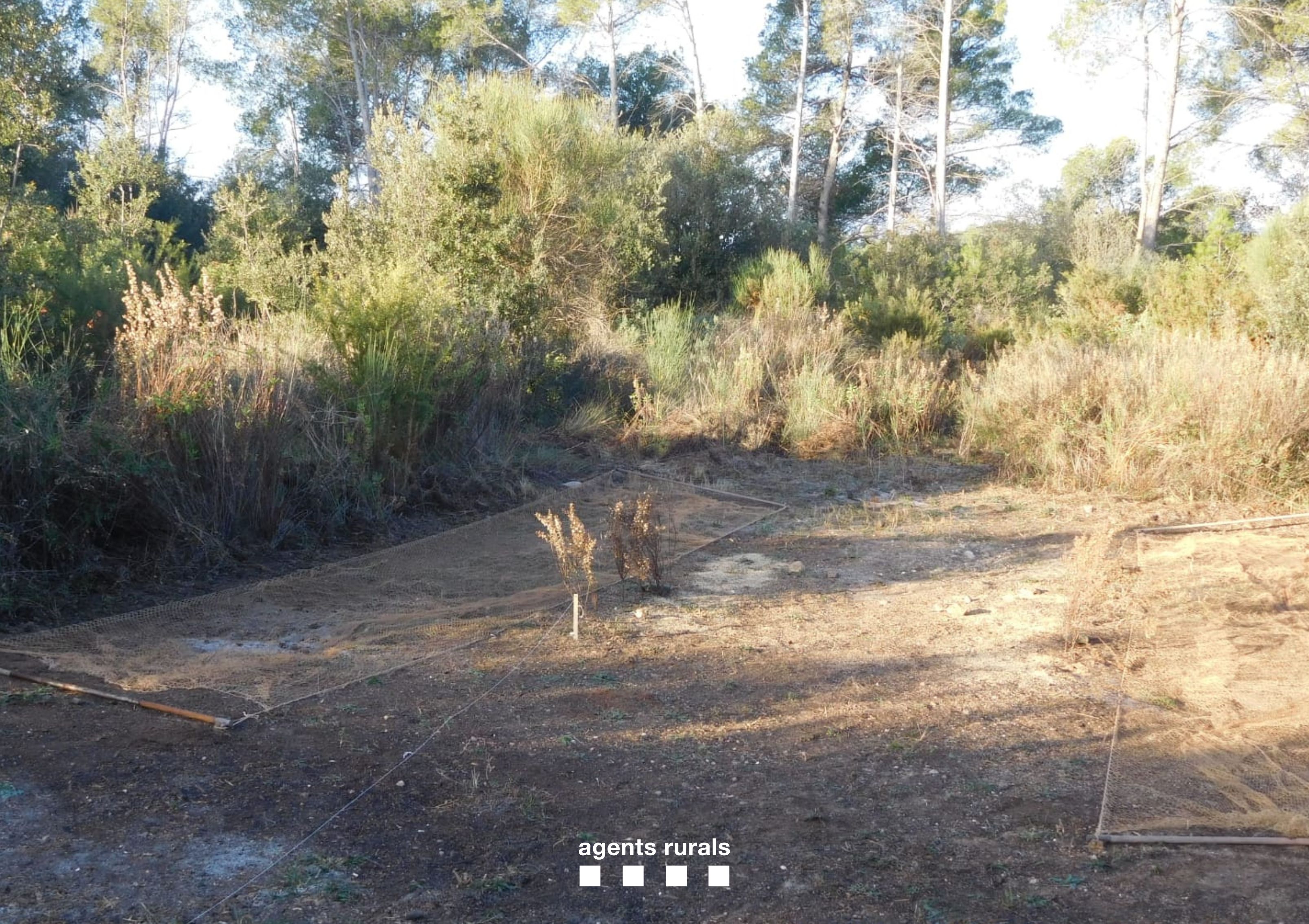 Imagen del artículo Els Agents Rurals denuncien a Vilanova i la Geltrú i a Sabadell dos furtius per la instal·lació de xarxes abatibles per a la captura de fringíl·lids