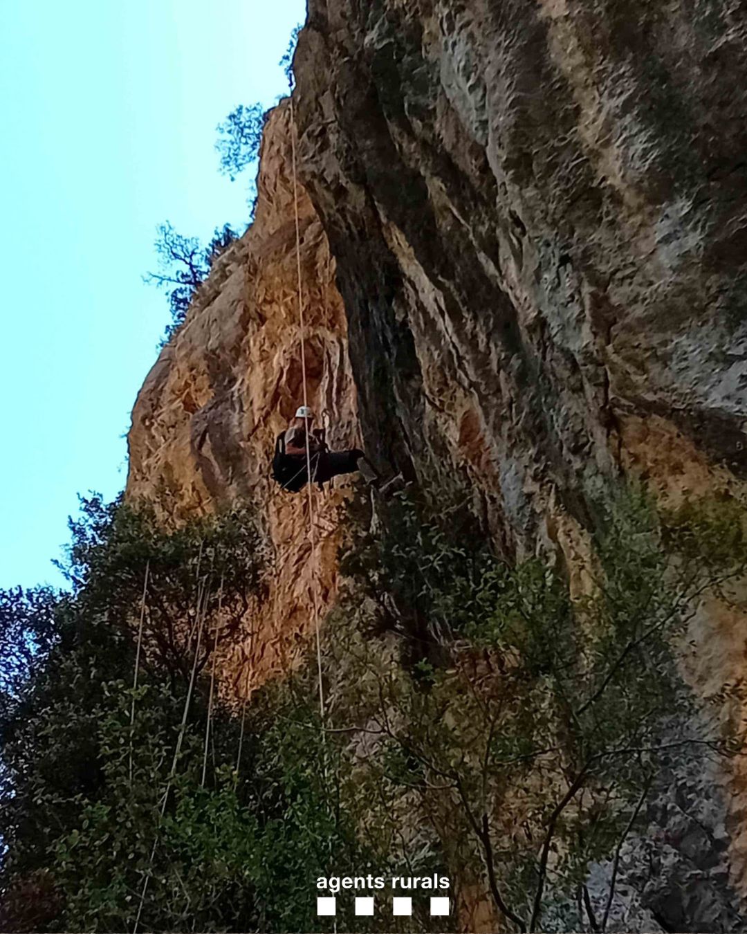 Agents Rurals han identificat un nou niu de trencalòs entre 3 vies d'escalada no autoritzades dins l'Espai d'Interès Nacional Collegats-Queralt i Reserva Nacional de Caça de Boumort
