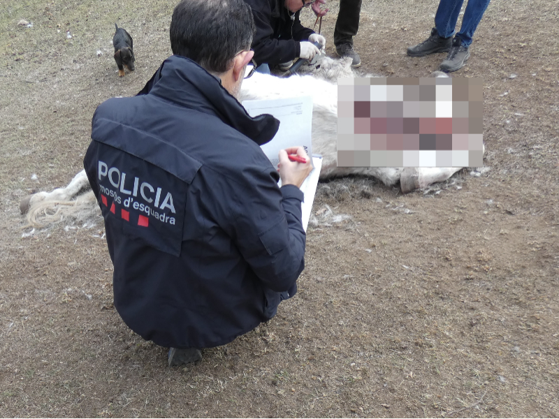 Imagen del artículo Els Mossos d'Esquadra investiguen un delicte de maltractament de cavalls en una hípica al Ripollès