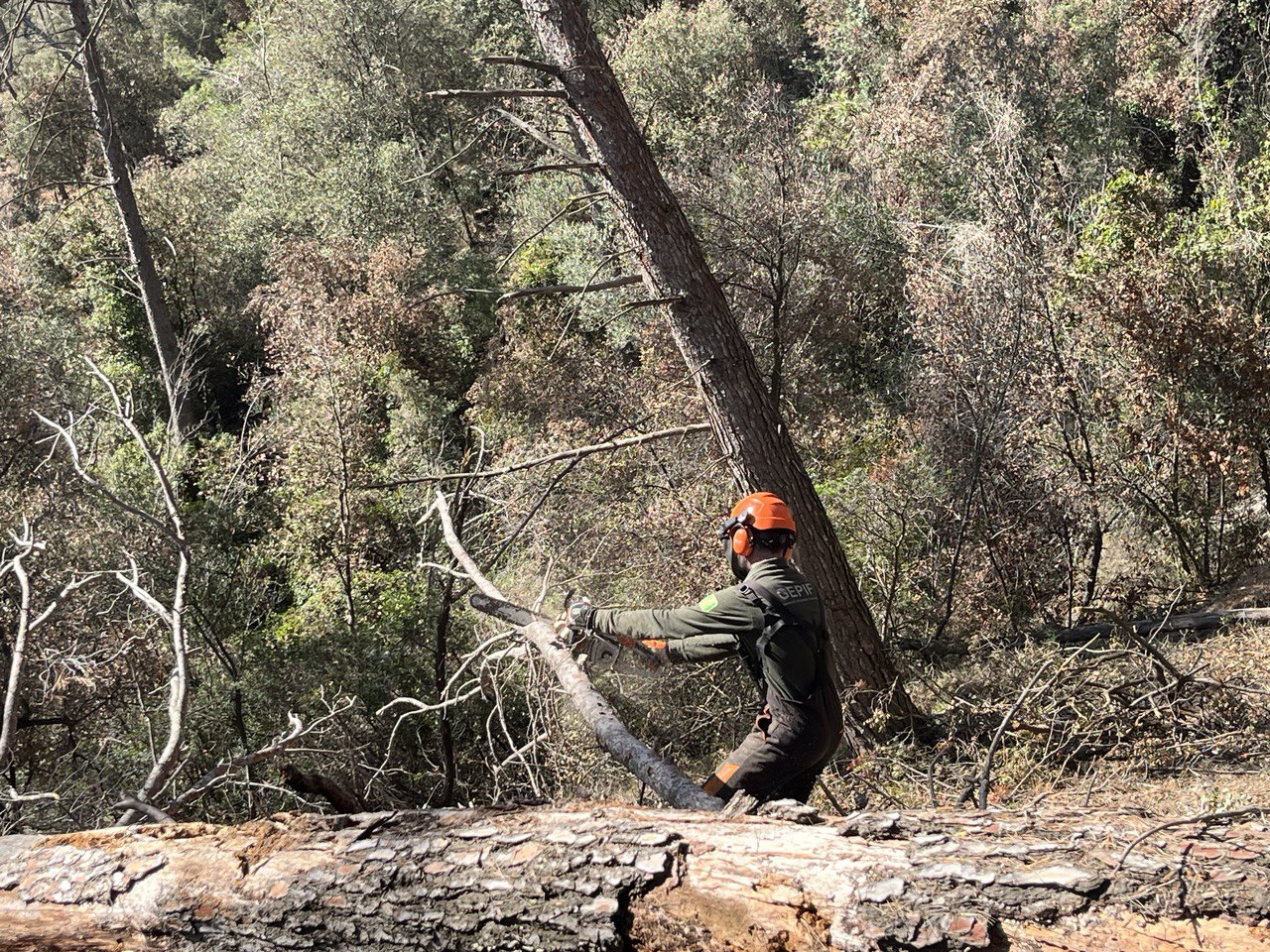 Imagen del artículo Treballs urgents de retirada d'arbres morts per sequera per rebaixar el perill d'incendi a la comarca del Baix Llobregat