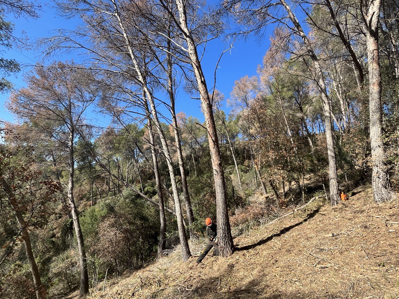 Imagen del artículo Treballs urgents de retirada d'arbres morts per sequera per rebaixar el perill d'incendi a la comarca del Baix Llobregat