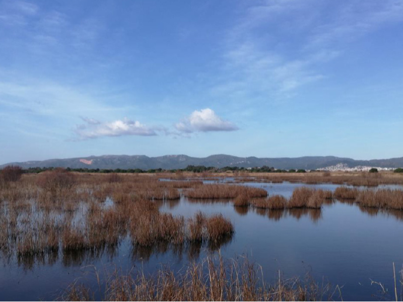 Imagen del artículo L'Agència Catalana de l'Aigua (ACA) impulsa mesures per a restaurar la maresma de les Filipines-Remolar, al delta del Llobregat