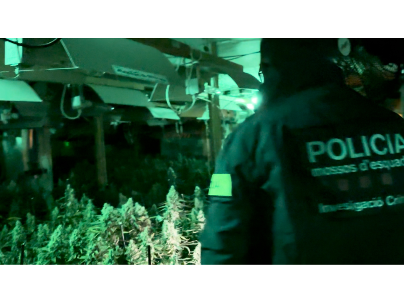 Imagen del artículo Mossos d'Esquadra i Policia Nacional desarticulen un grup criminal dedicat a la producció industrial de marihuana a cases de luxe del Maresme per vendre-la al mercat il·legal