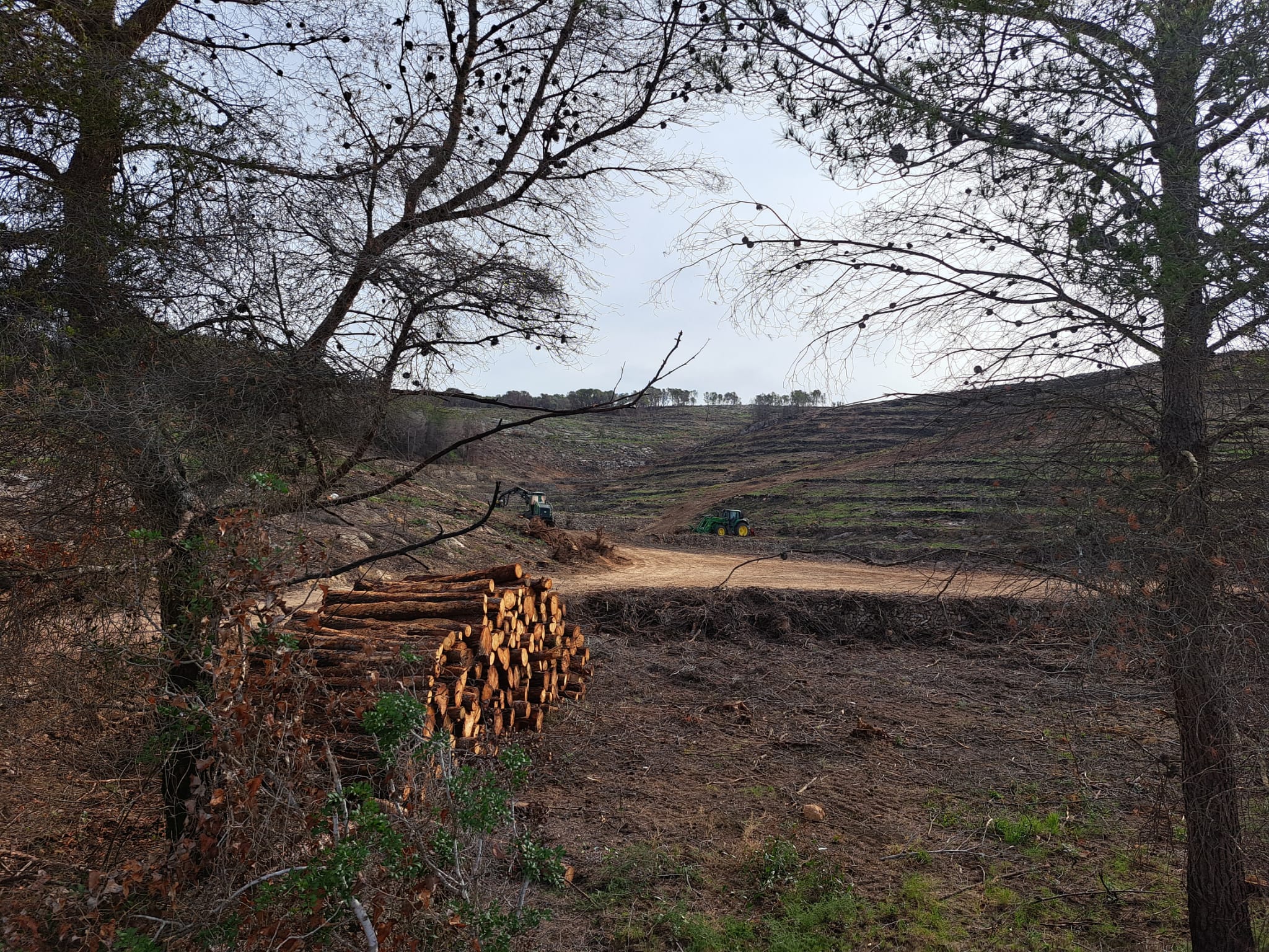 Imagen del artículo El Govern supervisa la retirada de fusta cremada a la zona afectada per l'incendi forestal de la Nou de Gaià