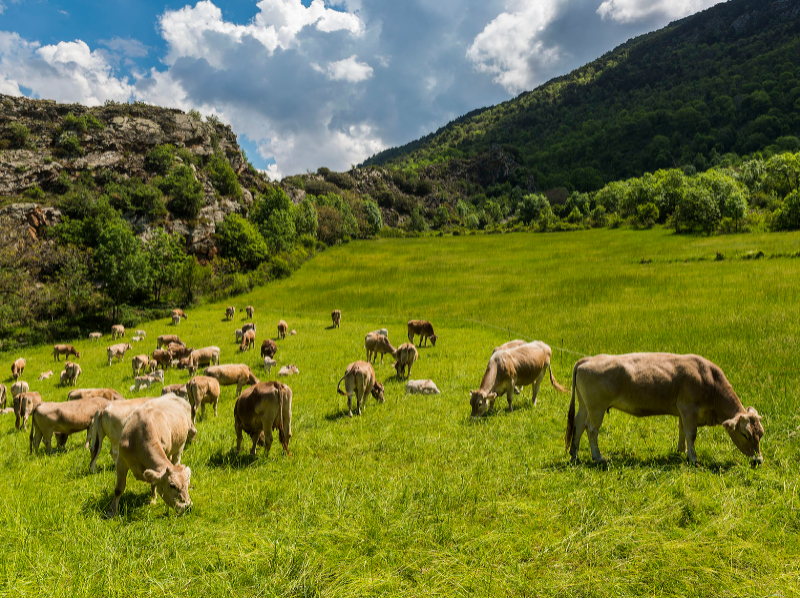 Imagen del artículo El Govern aprova el Pla estratègic de la ramaderia extensiva, que s'ha treballat amb el sector amb l'objectiu d'enfortir el model d'explotacions petites i mitjanes
