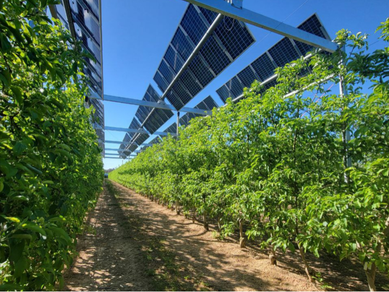 Imagen del artículo El Govern aposta per l'agrovoltaisme per fer compatible la producció d'energia fotovoltaica en terrenys agrícoles