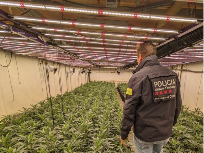 Imagen del artículo Els Mossos d'Esquadra detenen sis persones i desmantellen un grup criminal establert a Castellbisbal i Barcelona especialitzat en el cultiu i distribució de marihuana