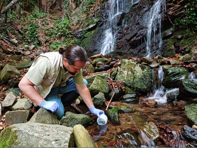 Imagen del artículo Es reintrodueixen més de 600 exemplars de tritó del Montseny al seu hàbitat natural
