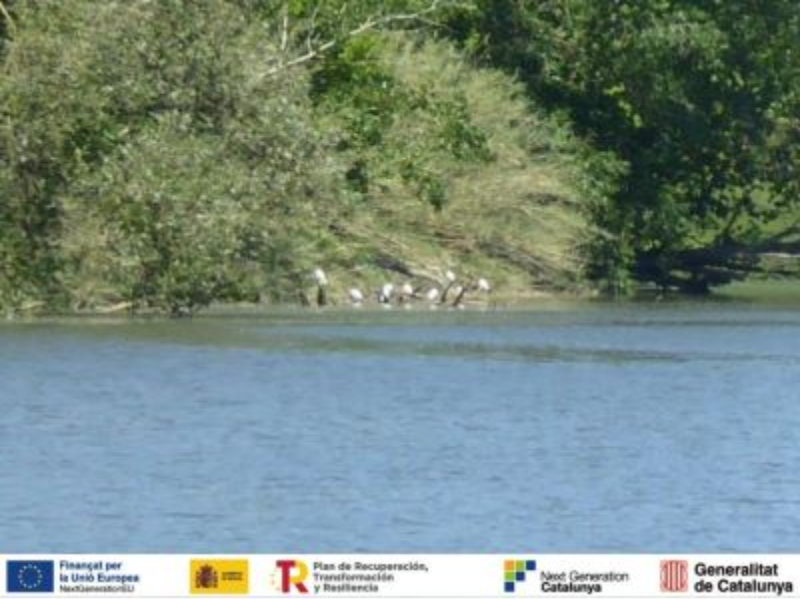 Imagen del artículo L'ACA licita les obres de restauració i millora ambiental del meandre de Colomers, al Baix Ter
