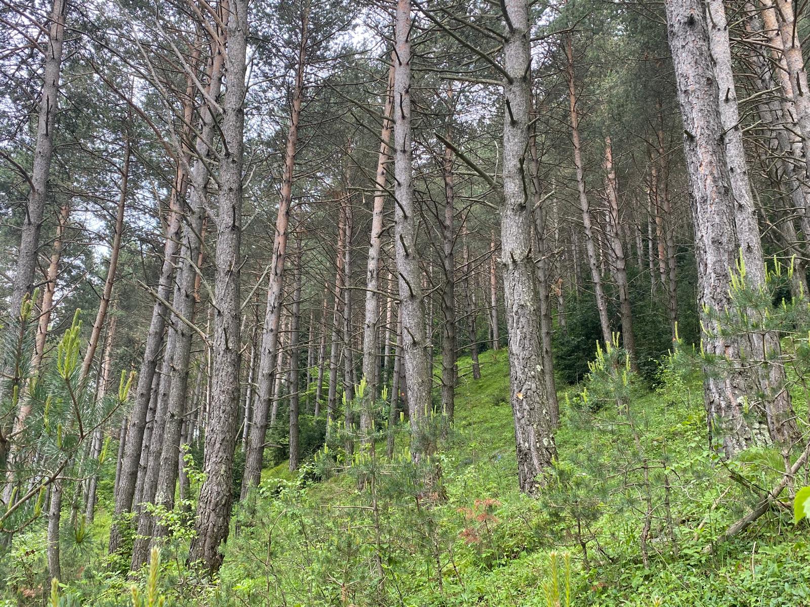 Imagen del artículo El Departament d'Acció Climàtica mobilitza més de 18 mil tones de fusta procedents dels boscos públics de Catalunya