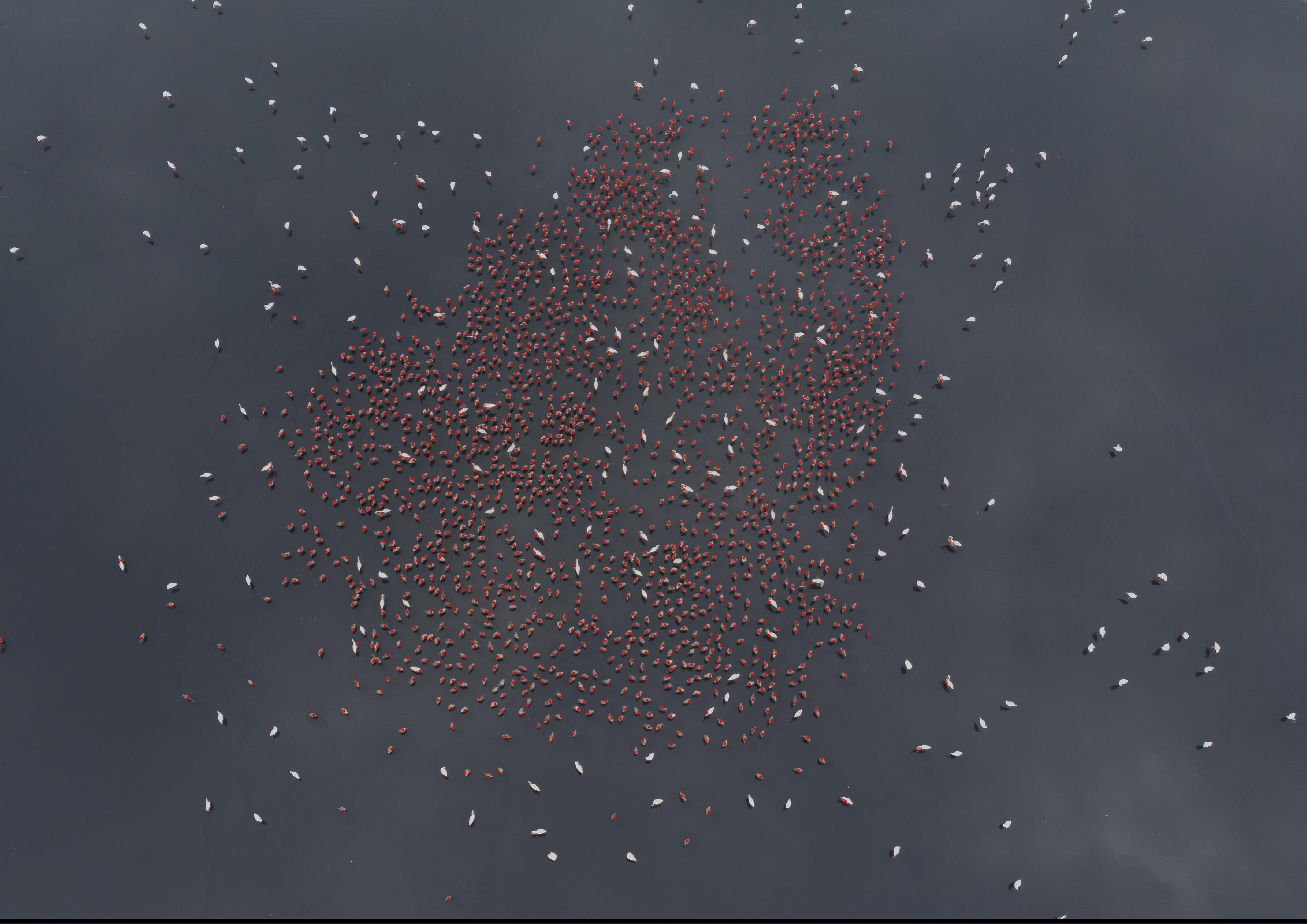 Recompte polls Recompte polls