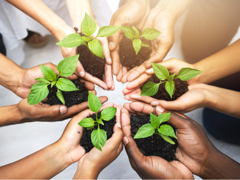 Mans unides amb cada una sostenint una planta petita