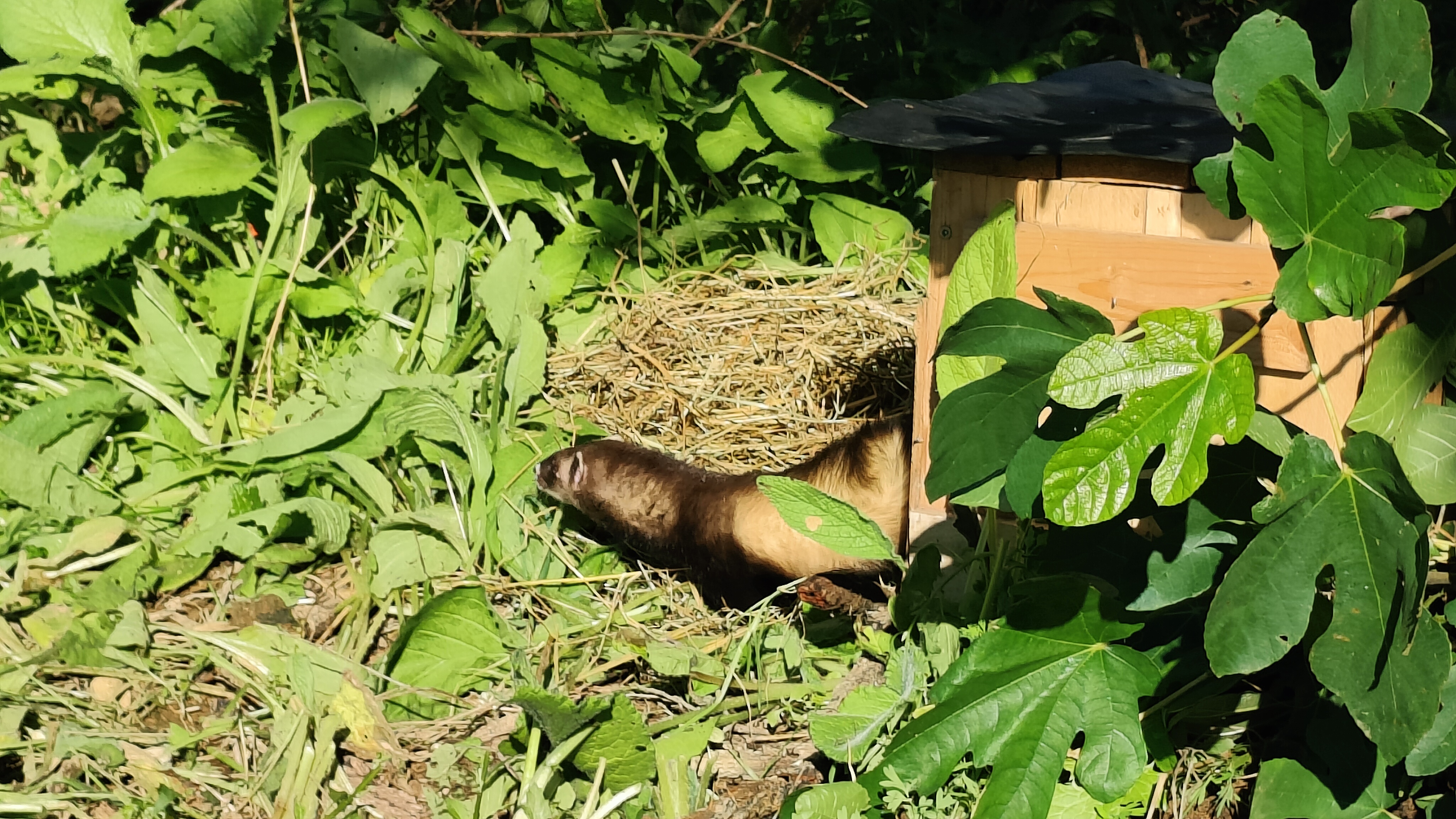 Alliberament de turons europeus al Baix Empordà Alliberament de turons europeus al Baix Empordà