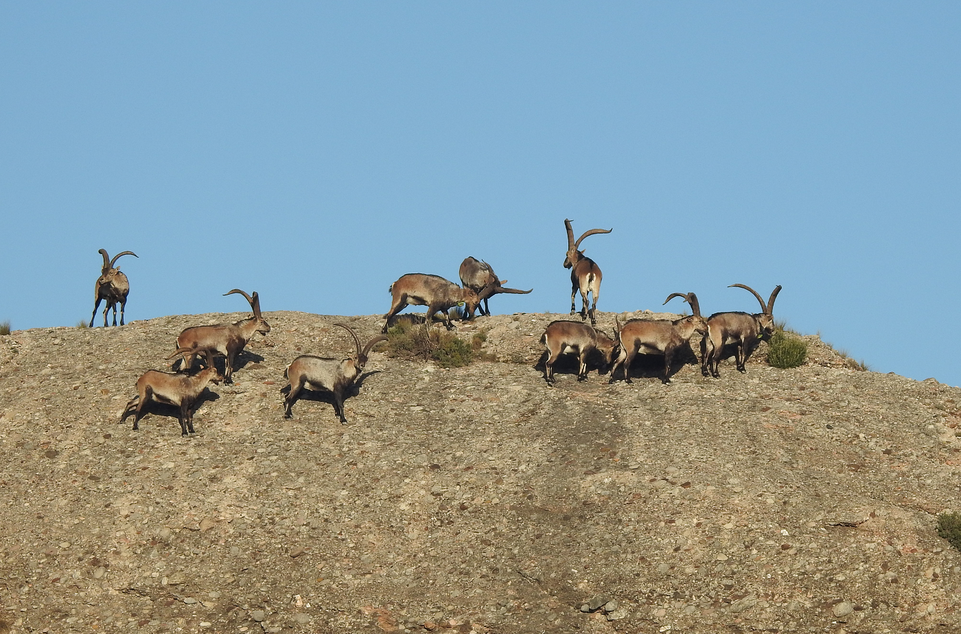 Cabres a la Muntanya de Montserrat Cabres a la Muntanya de Montserrat