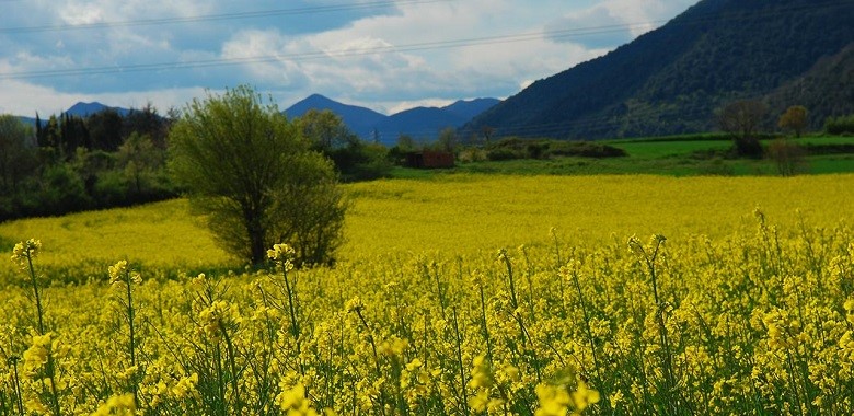 FOTO NP PAGAMENT AJUTS DIRECTES ASSOCIATS AGRÍCOLES 2024 FOTO NP PAGAMENT AJUTS DIRECTES ASSOCIATS AGRÍCOLES 2024