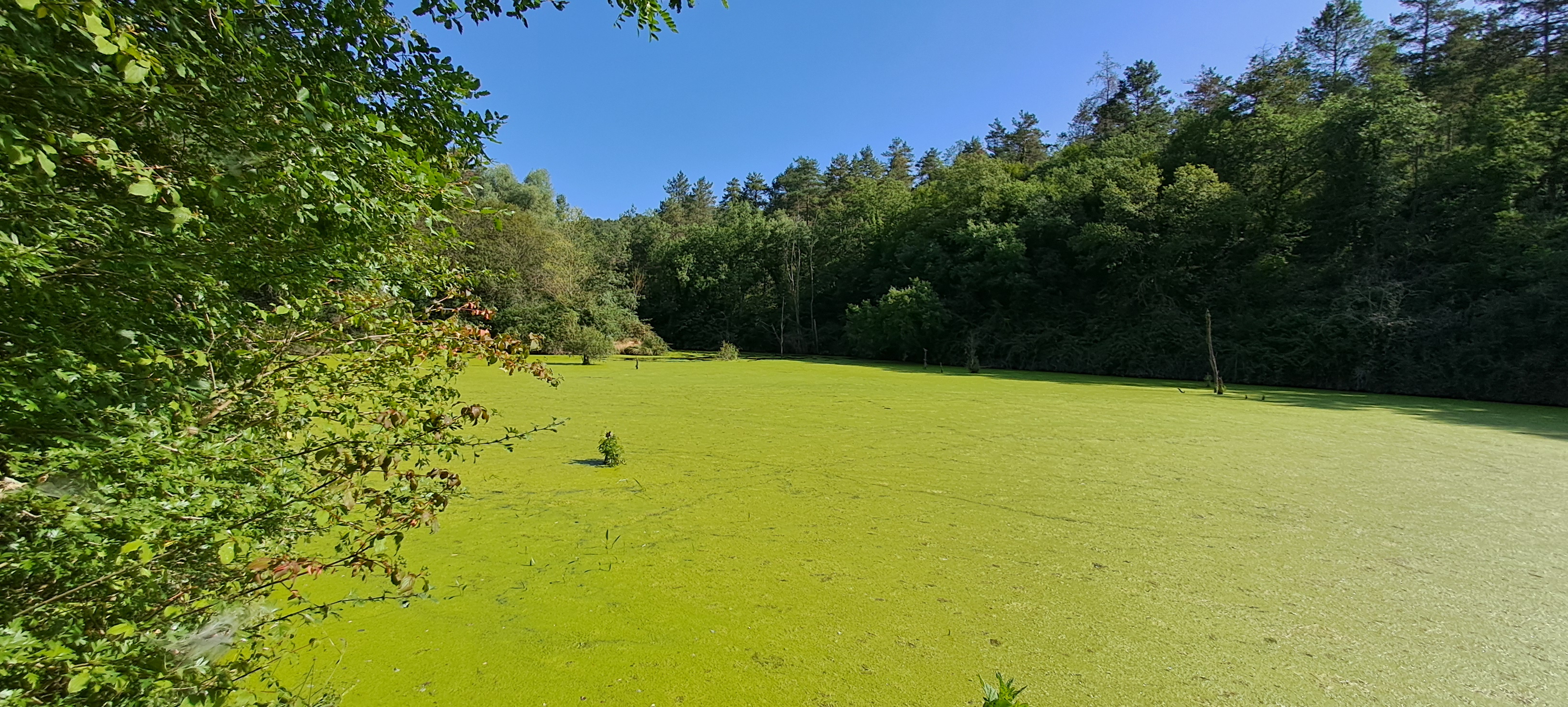 Embassament generat pel dic, provocant l'estancament de l'aigua i la proliferació d'algues.