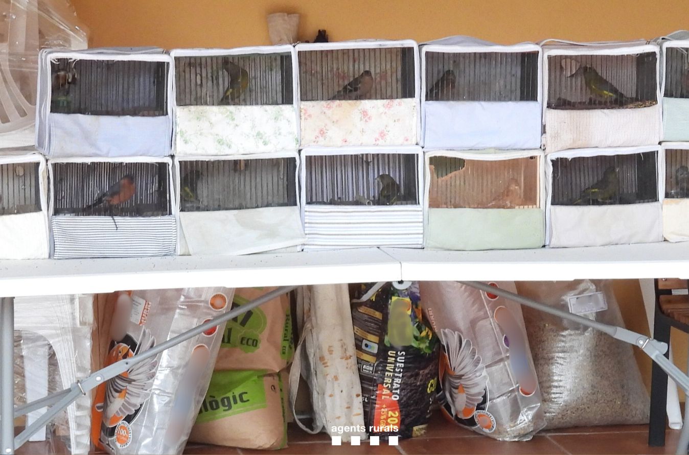 Alguns dels ocells engabiats de l'actuació dels Agents Rurals a Orís