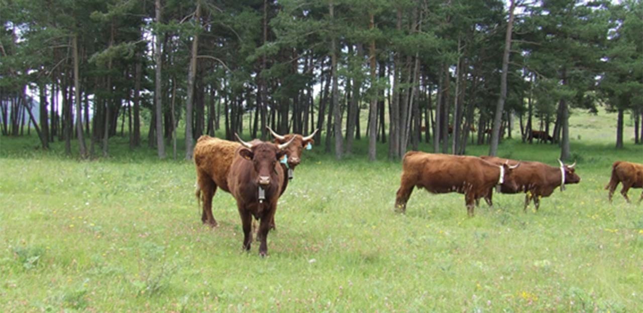 FOTO NP PAGAMENT PASTURES SOSTENIBLES