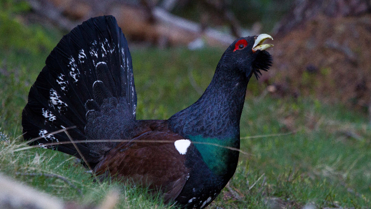 Gall fer. Foto: Toni Batet.