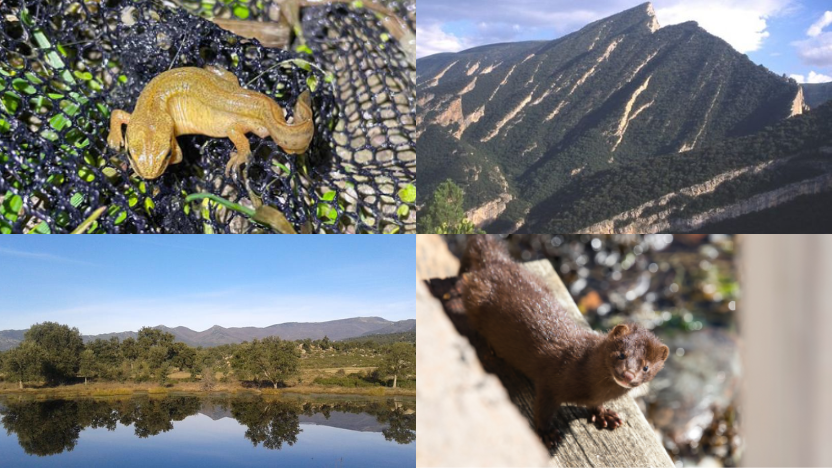 Il·lustració projectes MAP