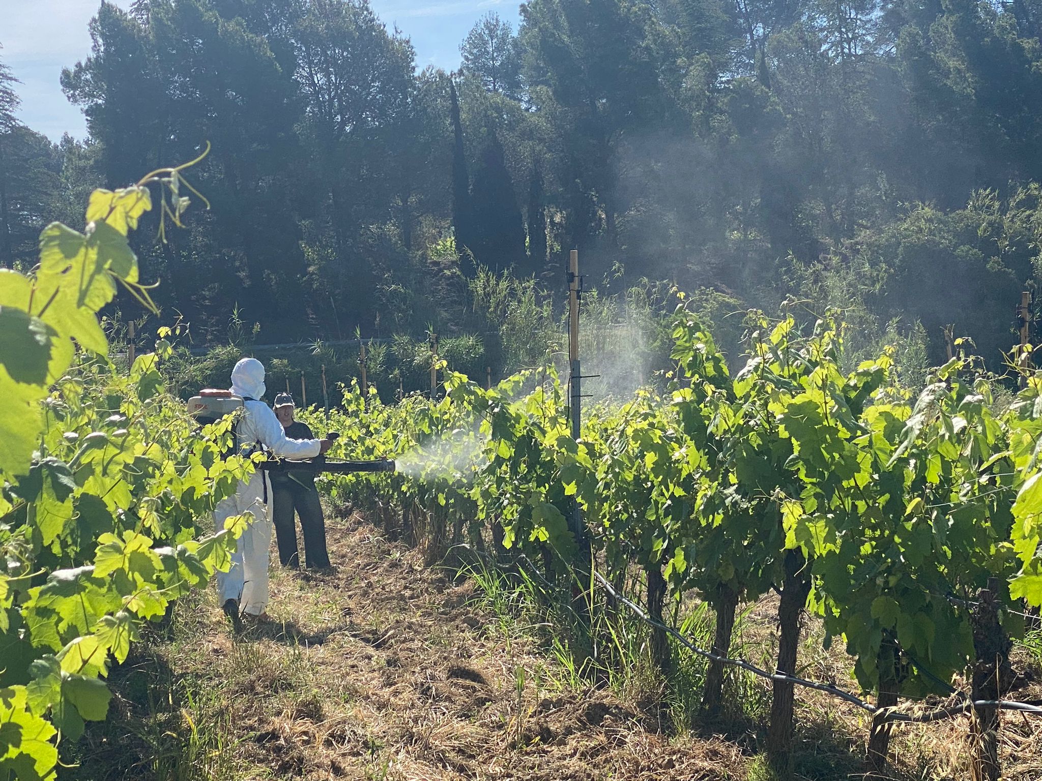 Parcel·la experimental en la qual s’han instal·lat aspersors per provocar pluja artificial per afavorir-hi la presència del fong Parcel·la experimental en la qual s’han instal·lat aspersors per provocar pluja artificial per afavorir-hi la presència del fong