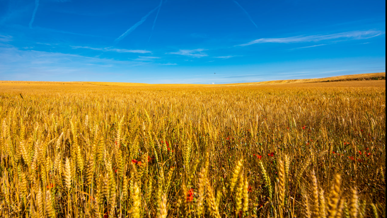 FOTO NP CONV AJUTS ASSEGURANCES 2025