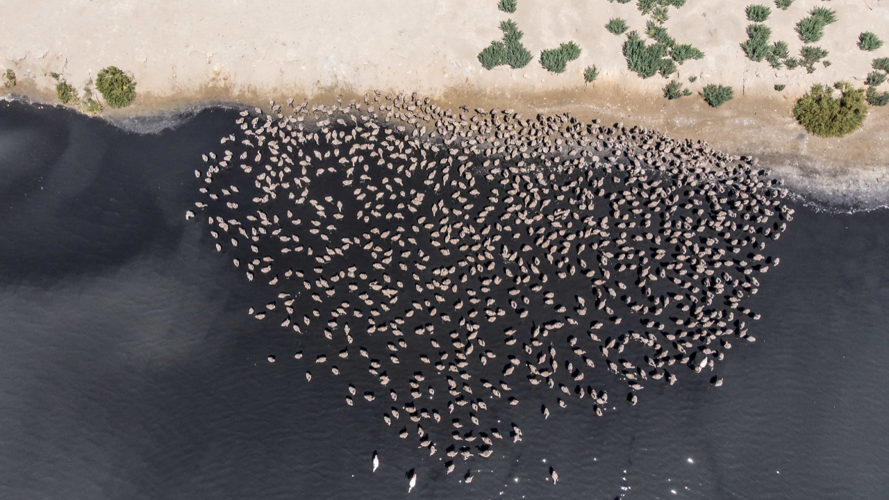 La guarderia de polls d'enguany, en una imatge des d'un dron. La guarderia de polls d'enguany, en una imatge des d'un dron.